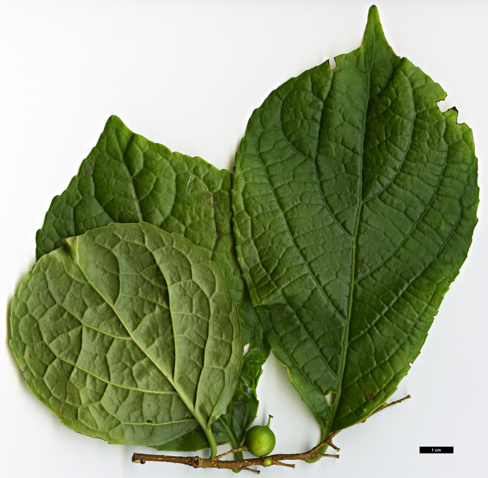 High resolution image: Family: Celastraceae - Genus: Celastrus - Taxon: glaucophyllus - SpeciesSub: var. rugosus